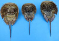 Wholesale Dried Molted Horseshoe crab shells - 9 inches up to 11 inches  - 2 pcs @ $7.00 each; 12 pcs @ $6.30 each 