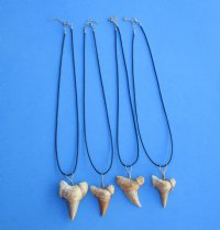 Wholesale 1-1/2 to 2-1/8 inch Extra large fossil Moroccan shark tooth on 20" black cord necklace -  2 pcs @ $6.00 each; 24 pcs @ $5.40 each