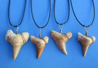 Wholesale 1-1/2 to 2-1/8 inch Extra large fossil Moroccan shark tooth on 20" black cord necklace -  2 pcs @ $6.00 each; 24 pcs @ $5.40 each