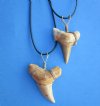 Wholesale 1-1/2 to 2-1/8 inch Extra large fossil Moroccan shark tooth on 20" black cord necklace -  Packed: 2 pcs @ $6.00 each; Packed: 24 pcs @ $5.40 each
