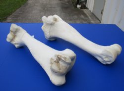 Wholesale giraffe femur leg bones from the upper leg 17 to 21 inches long - 4 pcs @ $45 each