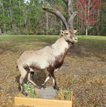 Spanish Ibex full body mount on free standing wood base decorated with imitation grasses - $2000.00 (Too large to be shipped - pick up only)