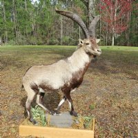 Spanish Ibex full body mount on free standing wood base decorated with imitation grasses - $2000.00 (Too large to be shipped - pick up only)