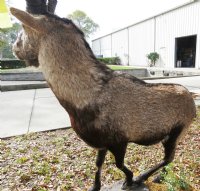 Spanish Ibex full body mount on free standing wood base decorated with imitation grasses - $2000.00 (Too large to be shipped - pick up only)