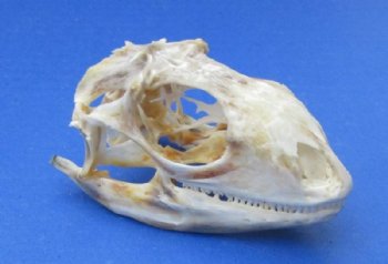 2 to 3 inches Wholesale Green Iguana Skulls, Beetle Cleaned -  <font color=red>*Closeout Sale* </font>$26.00 each; 6 pcs @ $23.00 each