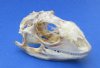 3 to 4 inches Wholesale Green Iguana Skulls, Beetle Cleaned - Pack of 1 @ $59.00 each; Pack of 4 @ $54.00 each (will have some staining/discoloration and they have not been degreased)