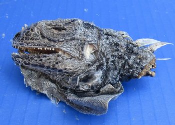 3-1/2 inch Preserved Iguana heads (2 pc, 5 pc)