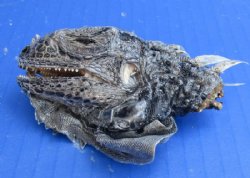 Wholesale Iguana heads,  measuring under 3-1/2 inches in length - 2 pcs @ $12.00 each; 5 or More @ $10.00 each