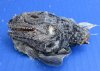 Wholesale North American Iguana heads cured in formaldehyde,  measuring 2-1/2 to 3-1/2 inches in length - you will receive ones similar to the photos - Min: 2 pcs @ $12.00 each