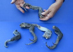 Wholesale North American Iguana Legs - 10 to 12 inches long - Bag of 5 pcs @ $15.00/bag