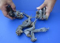 Wholesale North American Iguana Legs - 6 to 9 inches long Bag of 10 pcs @ $25.00/bag