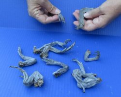 Wholesale North American Iguana Legs - Up to 5 inches long - Bag of 10 pcs @ $20.00/bag