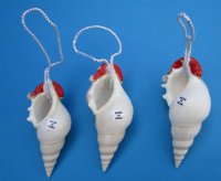 Wholesale Tibia Shell Santa ornament - 12 pcs @ $1.80; 48 pcs @ $1.60 each