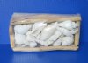 Wholesale Rectangular Driftwood gift boxes with Assorted White shells 8 by 4 inches - Packed: 3 pcs @ $4.75 each