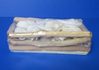 Wholesale Rectangular Driftwood gift boxes with Assorted White shells 8 by 4 inches - Case of 12 pcs @ $4.25 each