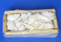 Wholesale Rectangular Driftwood gift boxes with Assorted White shells 8 by 4 inches - Packed: 3 pcs @ $4.75 each