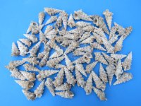 2.2 pounds Cerithium Nodolosum Shells Wholesale - 1-3/4 to 3-3/4 inches - $3.50 a bag