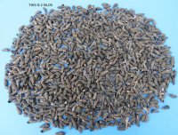 20 Kilos Case Tritia Trivittata Nassa Mud Shells Wholesale 3/4 to 1-3/8 inches - Priced $1.50 a kilo