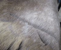 Reindeer Hide, Reindeer Skin Without Legs Grade B - (1 pc) 