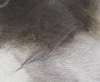 Reindeer Hide, Reindeer Skin Without Legs Grade B - (1 pc) 