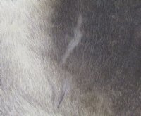 Reindeer Hide, Reindeer Skin Without Legs Grade B - (1 pc) 