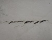 Reindeer Hide, Reindeer Skin Without Legs Grade B - (1 pc) 