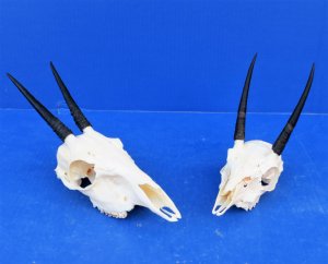 Steenbok Skull, Steenbuck Skulls - Hand Picked Pricing