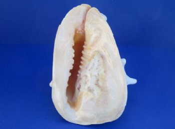 B-grade Yellow Helmet shells, Horned Helmet, 8 to 8-3/4 - (Minimum 2 pcs, 8 pcs)