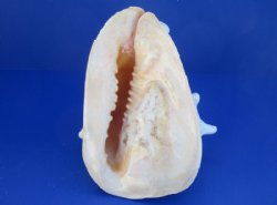 B-grade Yellow Helmet shells, Horned Helmet, 8 to 8-3/4 - (Minimum 2 pcs, 8 pcs)