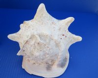 B-grade Yellow Helmet shells, Horned Helmet, 8 to 8-3/4 - (Minimum 2 pcs, 8 pcs)