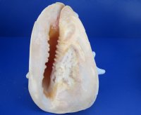 B-grade Yellow Helmet shells, Horned Helmet, 8 to 8-3/4 - (Minimum 2 pcs, 8 pcs)