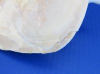 B-grade Yellow Helmet shells, Horned Helmet, 8 to 8-3/4 - (Minimum 2 pcs, 8 pcs)