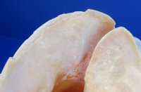 B-grade Yellow Helmet shells, Horned Helmet, 8 to 8-3/4 - (Minimum 2 pcs, 8 pcs)