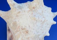 B-grade Yellow Helmet shells, Horned Helmet, 8 to 8-3/4 - (Minimum 2 pcs, 8 pcs)