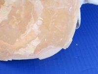 B-grade Yellow Helmet shells, Horned Helmet, 8 to 8-3/4 - (Minimum 2 pcs, 8 pcs)