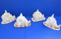 B-grade Yellow Helmet shells, Horned Helmet, 8 to 8-3/4 - (Minimum 2 pcs, 8 pcs)