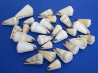 Wholesale assorted Virgo and Distant cones shells 2-3/4 inch to 4-3/4 inch - $3.50/gallon; 6/gallons @ $3.00 gallon.
