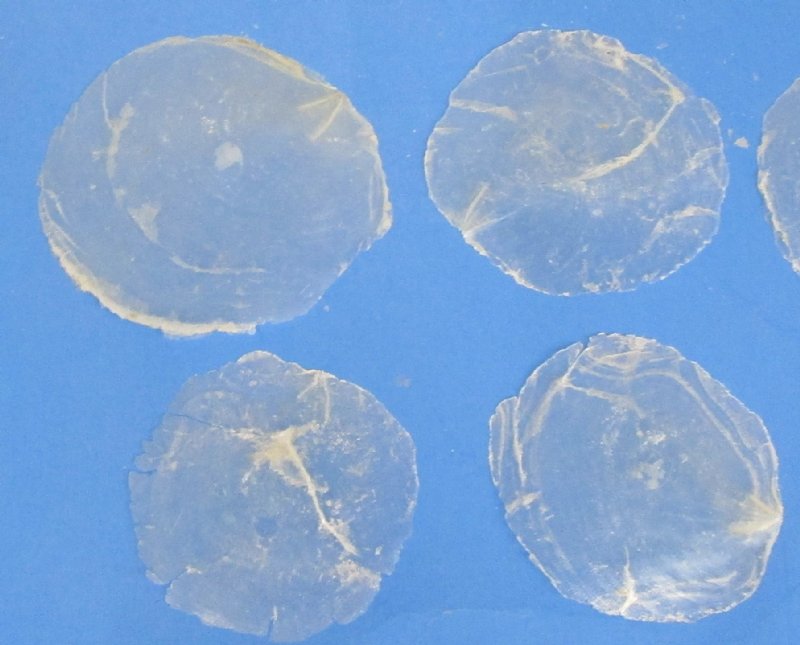 Capiz Shells - (3 Round) - Placuna Placenta ~ (5 Shells)