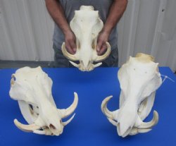 One Large Warthog Skulls (appx 12" to 15") with tusk (appx 6" to 8")