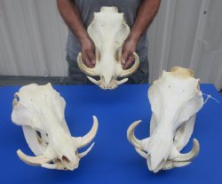 Extra Large Warthog Skulls with 8 to 10 inch Ivory Tusk - $180 each