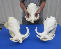 Real African Warthog Skull with Authentic Tusks - B-Grade Large/Medium (12"-15") - $100 each; 3 pcs @ $90 each