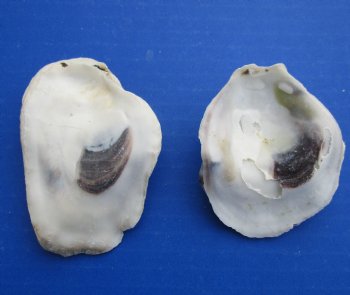 Wholesale Oyster shells for seashell crafts (loose) 1" to 4" - Case of 20 kilos @ $3.75/kilo
