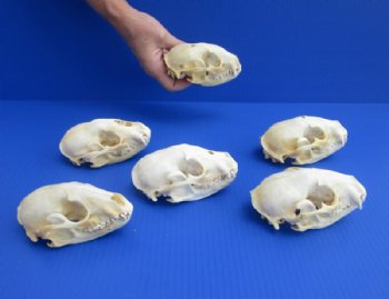 Wholesale Grade B raccoon skulls 4" - 4-1/2" (damaged) - 2 pcs @ $23.00 each; 6 or more @ $20.50 each