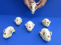Wholesale Grade B raccoon skulls 4" - 4-1/2" (damaged) - 2 pcs @ $23.00 each; 6 or more @ $20.50 each