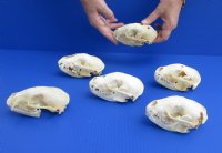 Wholesale Grade B raccoon skulls 4" - 4-1/2" (damaged) - 2 pcs @ $23.00 each; 6 or more @ $20.50 each