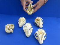 Wholesale Grade B raccoon skulls 4" - 4-1/2" (damaged) - 2 pcs @ $23.00 each; 6 or more @ $20.50 each
