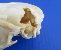 Wholesale Grade B raccoon skulls 4" - 4-1/2" (damaged) - 2 pcs @ $23.00 each; 6 or more @ $20.50 each
