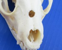 Wholesale Grade B raccoon skulls 4" - 4-1/2" (damaged) - 2 pcs @ $23.00 each; 6 or more @ $20.50 each