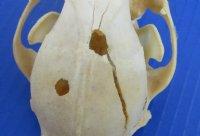 Wholesale Grade B raccoon skulls 4" - 4-1/2" (damaged) - 2 pcs @ $23.00 each; 6 or more @ $20.50 each