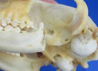 Wholesale Grade B raccoon skulls 4" - 4-1/2" (damaged) - 2 pcs @ $23.00 each; 6 or more @ $20.50 each